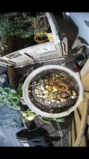 Smart Feeder Accidentally Locks Out Every Bird - 23 September 2025 #homelab #garden #shorts