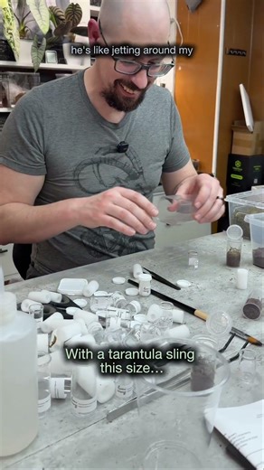 I almost lost a Baby Baboon tarantula!