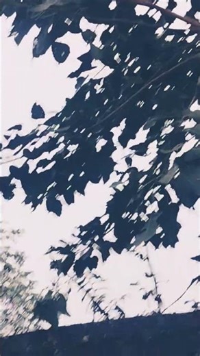 #nature #treehouse#birds#