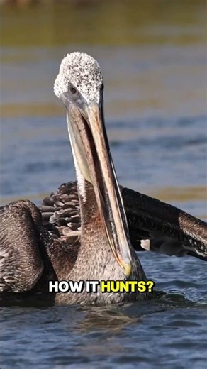 Why Pelicans Are the Weirdest Birds