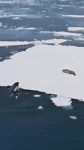 Our Animal Wildlife on Reels