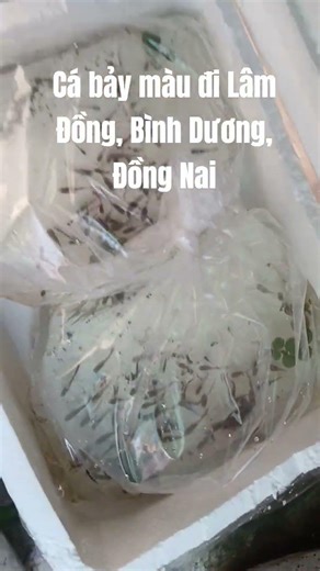 First fish orders of the year going to Dong Nai, Lam Dong, and Binh Duong. Thank you to all our v...