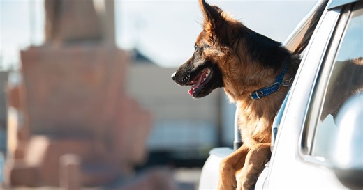 Baby German Shepherd Goes Through His First Car Wash in Pure Awe