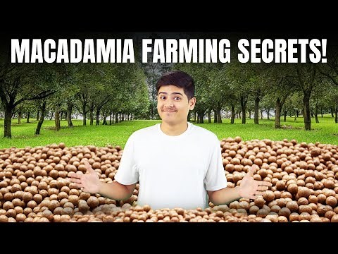 How to Start Profitable Macadamia Farming | Macadamia Nut Plantation Tips