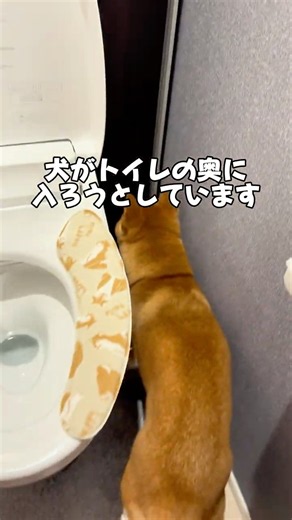 雷と大雨の日、柴犬がトイレの奥へ…。実は大きな音を怖がると、安心できる狭い場所へ隠れようとすることがあります🐕官兵衛なりの避難場所でした。#犬 #柴犬 #しばいぬ