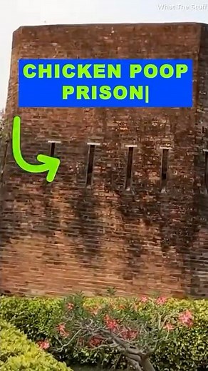 Thailand’s Most Disgusting Torture Method: The Chicken Poop Prison | History 101