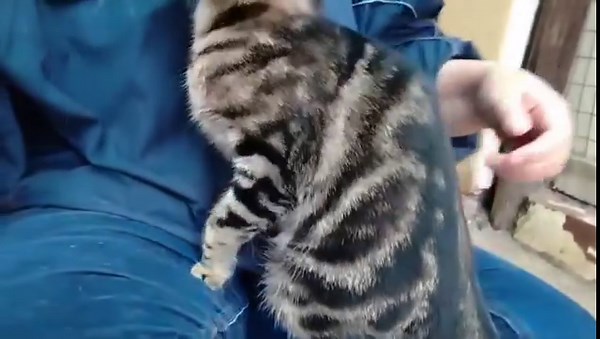 🤩 UPDATE ON BLOSSOM 🤩 Blossom is such a special girl. She's always been very shy but yesterday was just the best day - she actually asked for some love and attention 💜! She wasn't quite sure how to curl op on a lap but she baked some biscuits, got lots of rubs and scratches, and she LOVED it 😍. Blossom would love a home where she can feel safe and have all the attention her heart desires 🥰. PLEASE consider adopting Blossom 🙏? You'll find her at SPCA Uitenhage, Schonland Avenue, Uitenhage, 