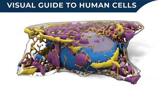 Take a look inside healthy human cells with the Visual Guide to Human Cells. This resource is freely available and easily viewed in a web browser, making it a great resource for educators and students! Explore for yourself: https://www.allencell.org/visual-guide-to-human-cells.html #AllenLearn #SciEd #SciComm | Allen Institute