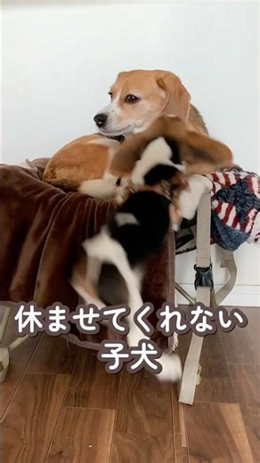 【ちびもず】休ませてくれない子犬 #beagle #ビーグル #癒し
