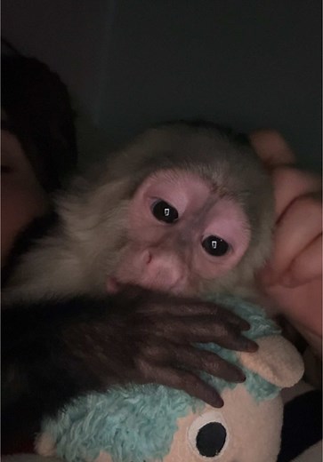 Adorable Capuchin Monkey: The Cutest Baby Ever!