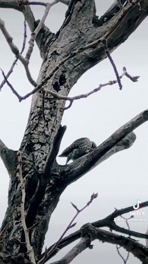 northern flicker call and drum