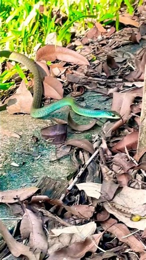 Cute Little Green Tree Snake on the Prowl! #snake #herpetology #reptiles