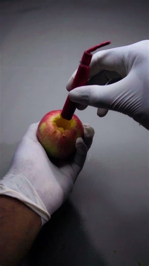 APPLE🍎🍎 vs FIRECRACKER🧨🧨