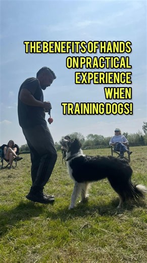 Here are five key benefits of hands-on practical experience with dogs for those considering becoming professional dog trainers: 1. Skill Development and Mastery: Practical experience allows aspiring trainers to develop and refine their training techniques. This hands-on approach helps in mastering essential skills such as leash handling, command delivery, and behavior correction, which are critical for professional dog training. 2. Building Credibility and Confidence: Working directly with dogs 