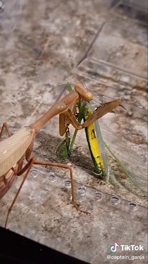 Female Mantis Eating Male Mantis