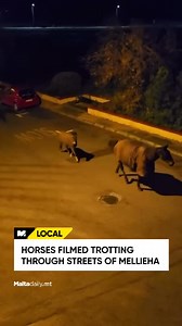 A video posted to the Facebook group Mellieha People shows three equines galloping through the streets of the locality throughout the night. 🟡 Read: https://maltadaily.mt/horses-filmed-trotting-through-mellieha-streets/ #MaltaDaily | Malta Daily