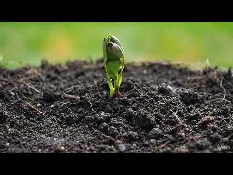 Rose time lapse grow video