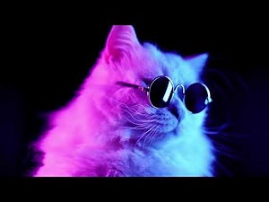 cat wallpaper live 4k