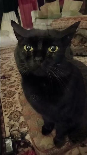 Questioning Tim About Teddy's Injury. Have They Been Fighting?