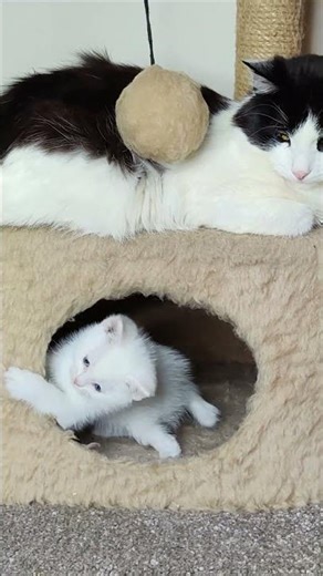 Our beautiful kitten Dino. #cats