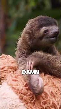 Animal Review #5: Sloth The Animal That Mastered Doing Nothing