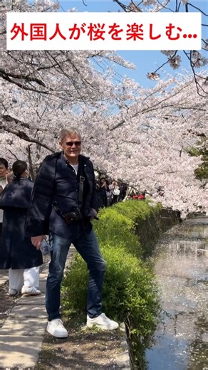 [外国人が桜を楽しむ...]外国人観光客は、日本で初めてこの壮大な景色を目にして驚嘆した! #京都 #外国人 #日本
