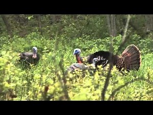 Bloodline with Alex Rutledge