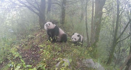 Images of giant pandas with their cubs have been captured on camera at the Huayang Conservation Station in the Qinling Mountains of northwest China's Shaanxi Province. From October 2022 to the end of 2023, the pandas were caught on camera eight times. Some were walking around and looking for food, while others were having fun in the woods. These imagines show that the wild panda population in the region is growing strong. #ChinaBiodiversity #PlanetMatters | CGTN Global Watch