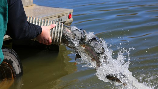 Trout stocking season underway across West Virginia