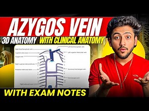 Thorax Anatomy - Azygos Vein | MBBS 1st Year | Full Explanation With Exam Notes | MBBS World