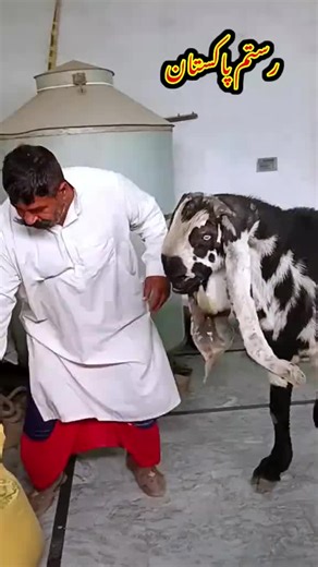 Ashraf Gujjar Goat Farm Showcase