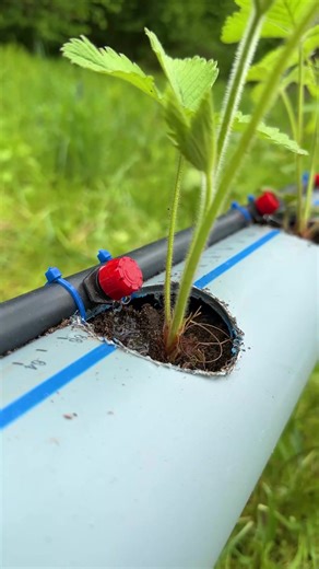 Self-Watering Garden with PVC Pipe! | Lady Panda