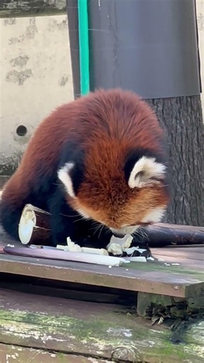 #shorts まんまタイム後 父が残したタケノコから食べる律儀なひなたくん☺️ レッサーパンダ 大森山動物園にて 2026年6月27日