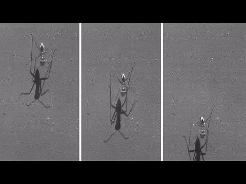 World’s fastest ant runs the human equivalent of 400 mph