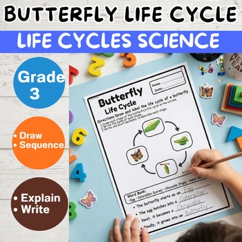 Life Cycle of a Butterfly Activities | Grade 3 Science Worksheets
