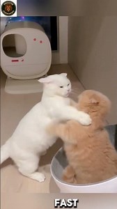 Wild Cat Fight Caught on Camera! | Real Survival Battle #animalfight #cat #cats #catvideos