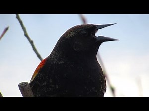 Blackbird Singing Amazing Mating Call