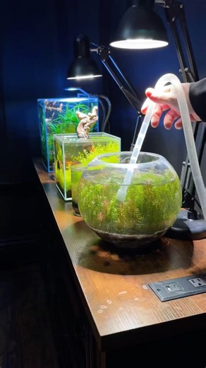 Nano planted shrimp ecosystem