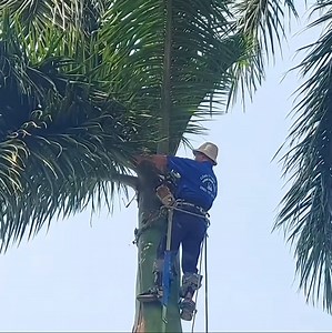 115K views · 516 reactions | The best skill man cutting tree stand near the home | Making Video | Facebook
