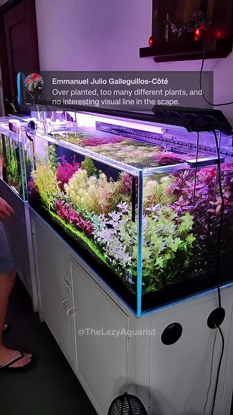 The Lazy Aquarist on TikTok
