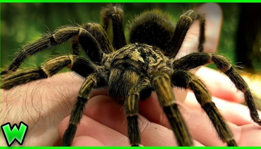 When a tarantula feels cornered - the reaction is fast and painful