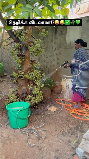 🤗😂Therikke vidalaamaa!?✅🌿💚🤗Egg amino acid for fig tree#nature#heakthylifestyle#shorts