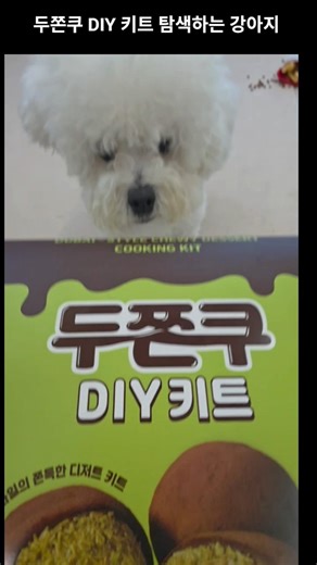 두쫀쿠DIY 구경하는 두리 #한살비숑 #비숑두리 #두리 #두리브이로그 #미니비숑 #한살강아지 #한살비숑 #14개월비숑 #두쫀쿠DIY #두쫀쿠만들기재료