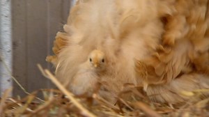 Hey chookaholics - can you name the different breeds of chook in this vid? Tonight at 7:00 Dr Harry has everything you need to know about keeping chooks as pets! | Better Homes and Gardens Australia
