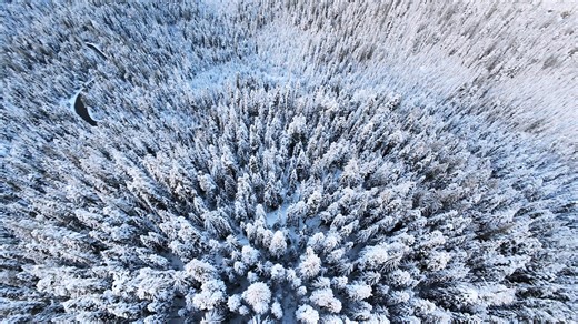 falling into trees - snow