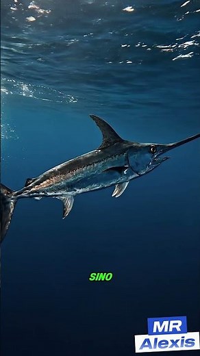 El Pez Espada y su Increíble Velocidad 🐟