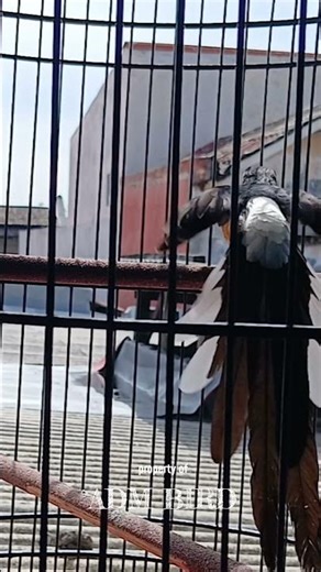 Jemur Pagi Hari 30 Menit #muraibatu #kicaumania #shirtsvideo #bunyimurai #burung