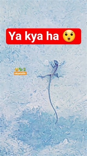 YAA KYA HA 😲 | lizard tail 🦎 #shorts #mkpetslife #youtubeshorts #trending #ytshorts #dailyshorts