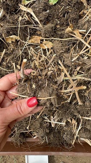 PART 2 ~ How to divide your ranunculus corms. Let me know in the comments if you have any questions and head to our page for Part 1 if you missed it. ☺️🪴 | Little Lyndoch Flower Farm