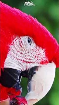 The Most Colorful Bird in the Rainforest 🌈 Scarlet Macaw !